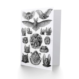NATURE ERNST HAECKEL BAT BIOLOGY GERMANY ADVERT BLANK GREETINGS CARD