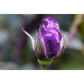 Bonsai Germany Rare Purple Roses 30Pcs Dragon Rose Heirloom Seeds Flowering Plants