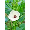 Little Seed Store 40+PERKINS DWARF OKRA Seeds Compact 4' Plant