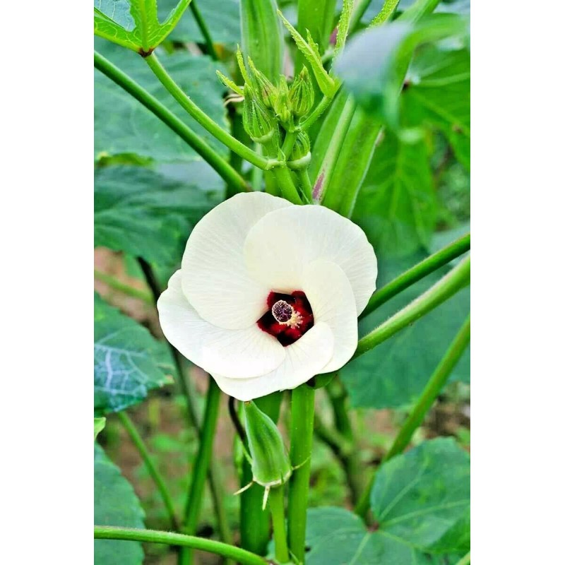 Little Seed Store 40+PERKINS DWARF OKRA Seeds Compact 4' Plant