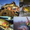 MAXIMUMCATCH Fly Fishing Pack of 10 Flies with Fly Box