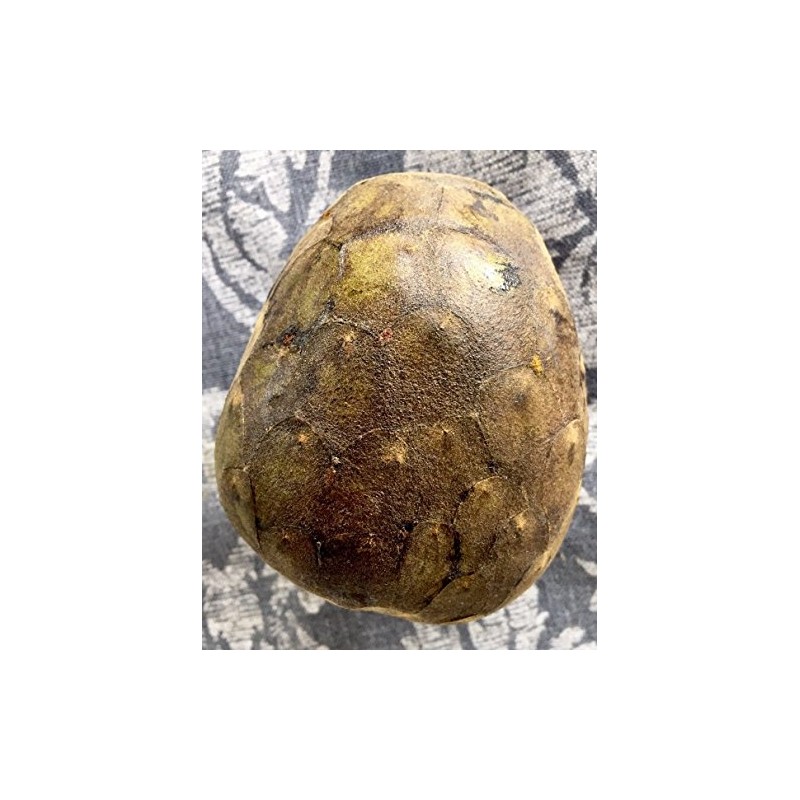 10 Cherimoya Seeds -Annona Cherimola