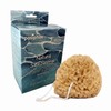 Pasiphae Unbleached Honeycomb 100% Natural Bath Sea Sponge from Greece,