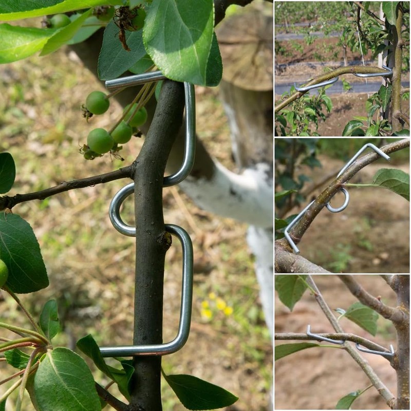 Pack of 25 Branch Separators for Fruit Trees, M-Shaped Branch