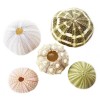 Florida Shells and Gifts Sea Urchin Sampler: Natural Purple, Pink,
