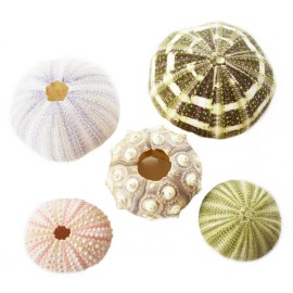 Florida Shells and Gifts Sea Urchin Sampler: Natural Purple, Pink, Sputnik, Alfonso and Green Urchins