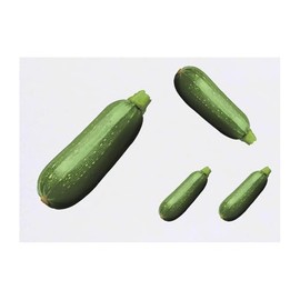 4 x 'Fresh Courgette' Temporary Tattoos - Water Resistant, Skin-Safe, Non-Toxic Transfers, Mixed Sizes (TO00085018)