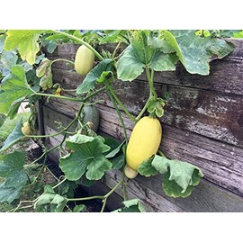 100 Spaghetti Winter Squash Seeds Heirloom - Non-GMO - Always Fresh Seeds! - Planting Seeds for Home Vegetable Garden