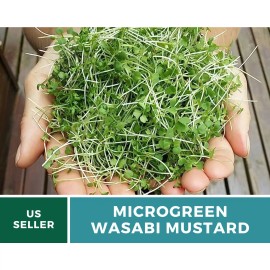 Southern Seeds Microgreen, Wasabi Spicy Mustard seeds - Intense and Peppery Flavor - Resembles