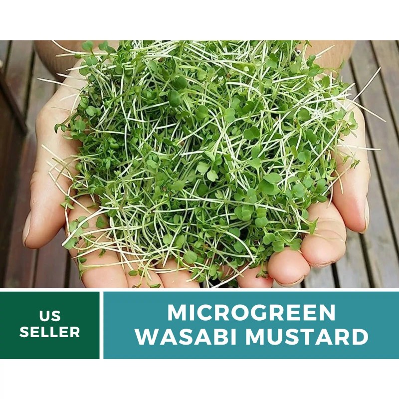 Southern Seeds Microgreen, Wasabi Spicy Mustard seeds - Intense and