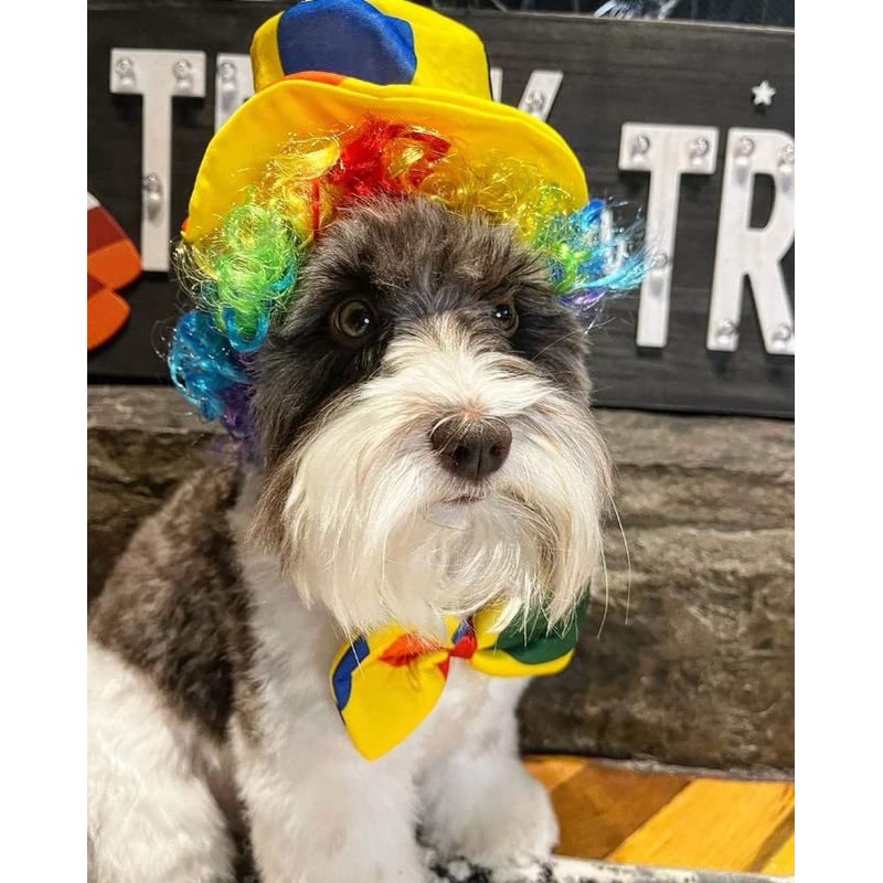 Midlee Clown Dog Costume Hat Wig & Bowtie