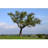 The Jonsteen Company Cork Oak | Medium Tree Seedling |