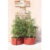 Haxnicks Patio Planter Tomato 2Pcs