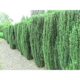 Sky Pencil Japanese Holly - 2 Live Gallon Size Plants - Ilex Crenata - Low Maintenance Formal Evergreen Hedge