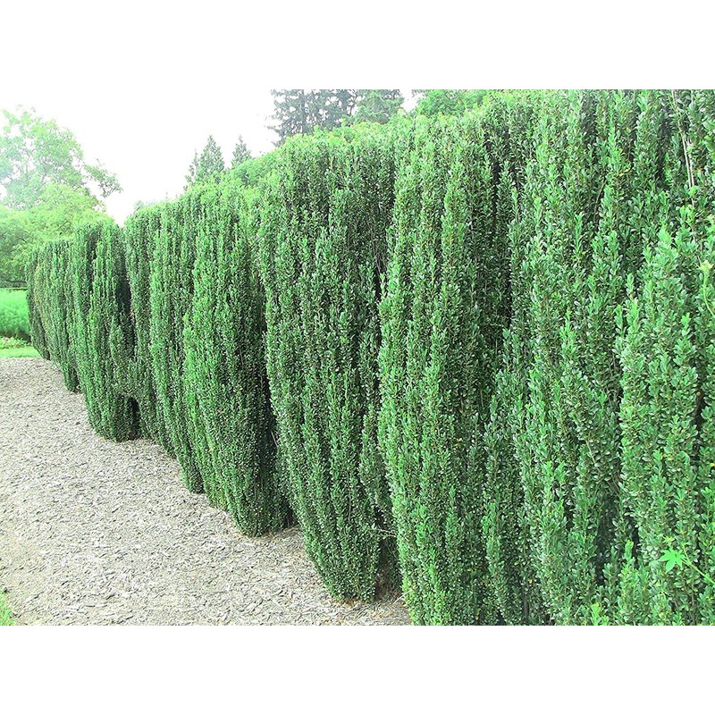 Sky Pencil Japanese Holly - 2 Live Gallon Size Plants
