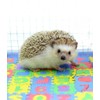 Small EVA Foam Puzzle Floor Play Mat Pets Feeding Box