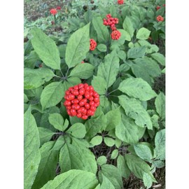 高麗人参6年根 紅参タブレット 180粒 北海道産 高麗人参6年根使用 1粒に紅参末235㎎配合