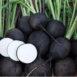 Fresh 100+ BLACK SPANISH ROUND RADISH SEEDS - HEIRLOOM - ORGANIC - NON GMO - FRESH