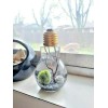 Miniature Marimo Moss Ball Terrarium