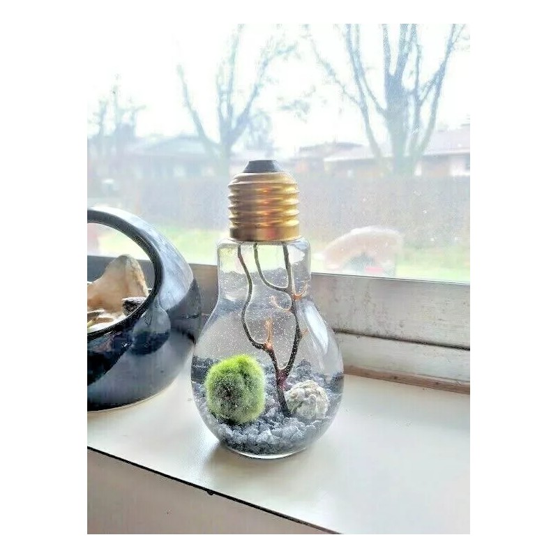 Miniature Marimo Moss Ball Terrarium
