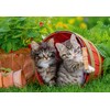 Ravensburger 07626 0 Kitten Adventure Jigsaw Puzzle (12 Pieces x