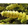 Greek Infusion Herbs the Mountain Tea (Sideritis Syriaca)50g 1.76 Oz