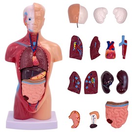 TAZZOR 15-Piece Anatomy Model 28 cm - Skull Brain Torso and Internal Organs - 4D Anatomical Assembly Model of Human Organs, Body Anatomy Doll for Medical Studies and Teaching Purposes