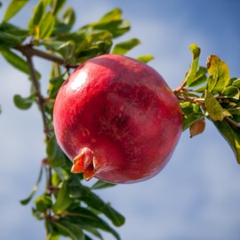 Pomegranate Plants - 'Salavatski' Pomegranate Starter Plants - Live Pomegranate Plants from Hand Picked Nursery (2)