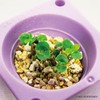 Indoor Cultivation Kit, Large Leaves, Easy Growing with Plastic Bottles,
