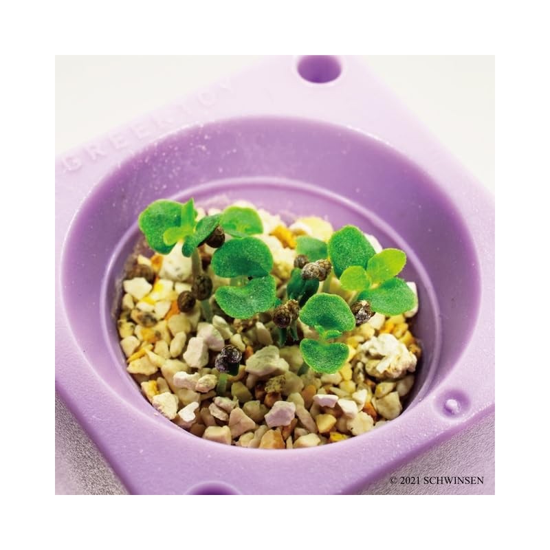 Indoor Cultivation Kit, Large Leaves, Easy Growing with Plastic Bottles,