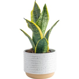 Costa Farms Sansevieria Snake Live Indoor Plant, 8-Inch Tall, Grower's Choice, White-Natural Décor Planter
