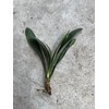 Clivia 1 Clivia Miniata Bush Lily Orange Flowers Live Plant