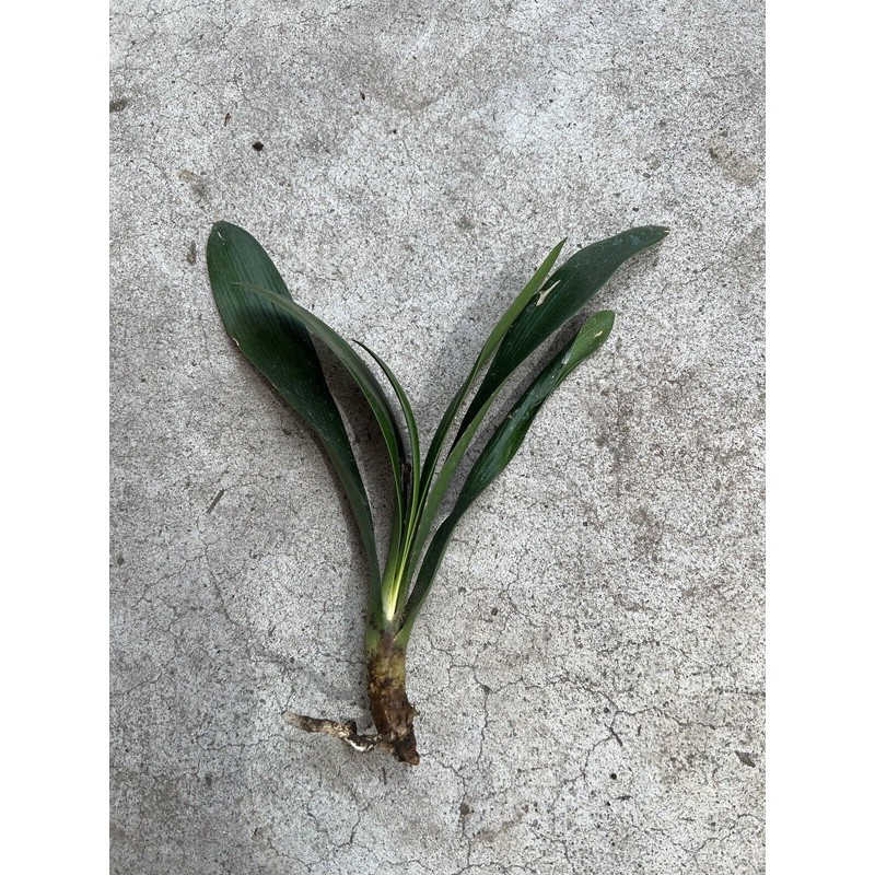 Clivia 1 Clivia Miniata Bush Lily Orange Flowers Live Plant