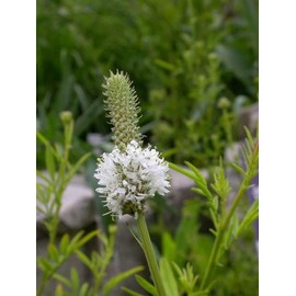 7500 White Prairie Clover seedsfor Planting 14 Grams of Seeds Dalea Candida USA Harvested Native Pollinator bee Butterfly