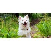PET SUPPLEMENTS & NUTRITION LLC PET SUPPLEMENTS & NUTRITION LLC
