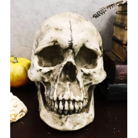 Ebros Large Ossuary Adult Homosapien Skull Decorative Figurine 8.5"L