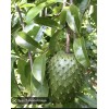 9waters Annona Muricata Graviola Soursop Guanabana Potted Starter Tropical Tree