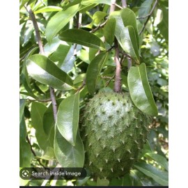 9waters Annona Muricata Graviola Soursop Guanabana Potted Starter Tropical Tree 9”12”