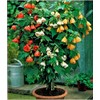 CEMEHA SEEDS - Seeds Abutilon Mix Indoor Mini Tree Beautiful