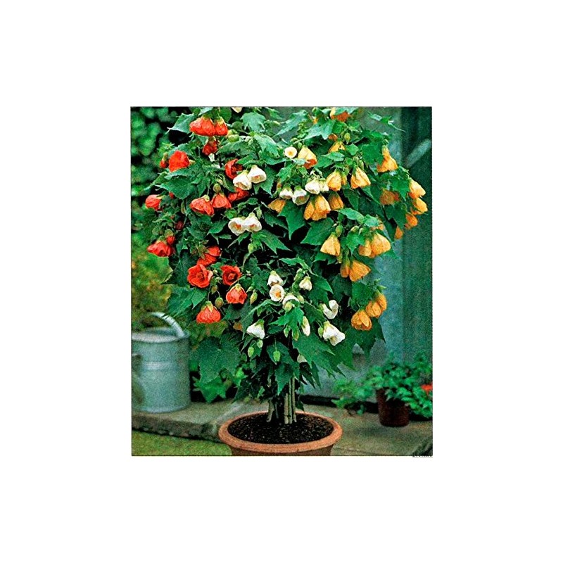 CEMEHA SEEDS - Seeds Abutilon Mix Indoor Mini Tree Beautiful