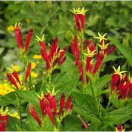 Perennial Indian Pink - Spigelia Marilandica Perennial Bare Root Live Garden Plant