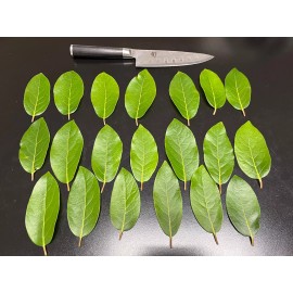 Fresh 20, Freshly picked  Organic Bay Leaves Leaf, Laurus herb spice   Large