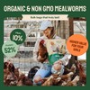 Hatortempt Bulk Dried Mealworms, 10 Lbs – Non-GMO Mealworms for