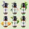 MAYJAM Essential Oil Set, Popular Set of 6, Aroma Oil,