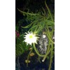 Cactus Night Blooming Cereus Cactus 5 ROOTED Cacti Easy to