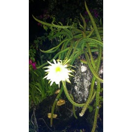Cactus Night Blooming Cereus Cactus 5 ROOTED Cacti Easy to Grow Queen of the Night LIVE
