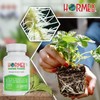 Hormex Rooting Powder #1 & Rooting Cubes Combo - Rooting