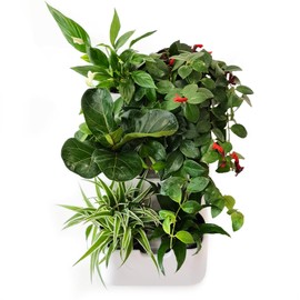 BOXSAND-6 (12"x26") Living Wall - Wall Planter, Vertical Garden for 6 Plants, Indoor/Outdoor, 2 Screws Install (White) with Black Round Pots
