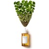 Skin1004 Madagascar Centella Asiatica 100 Ampoules Facial Serum 100% Centella