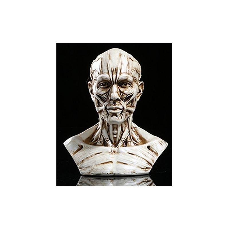 VOANZO Resin Human Model Anatomy Skull Head Muscle Bone Medical